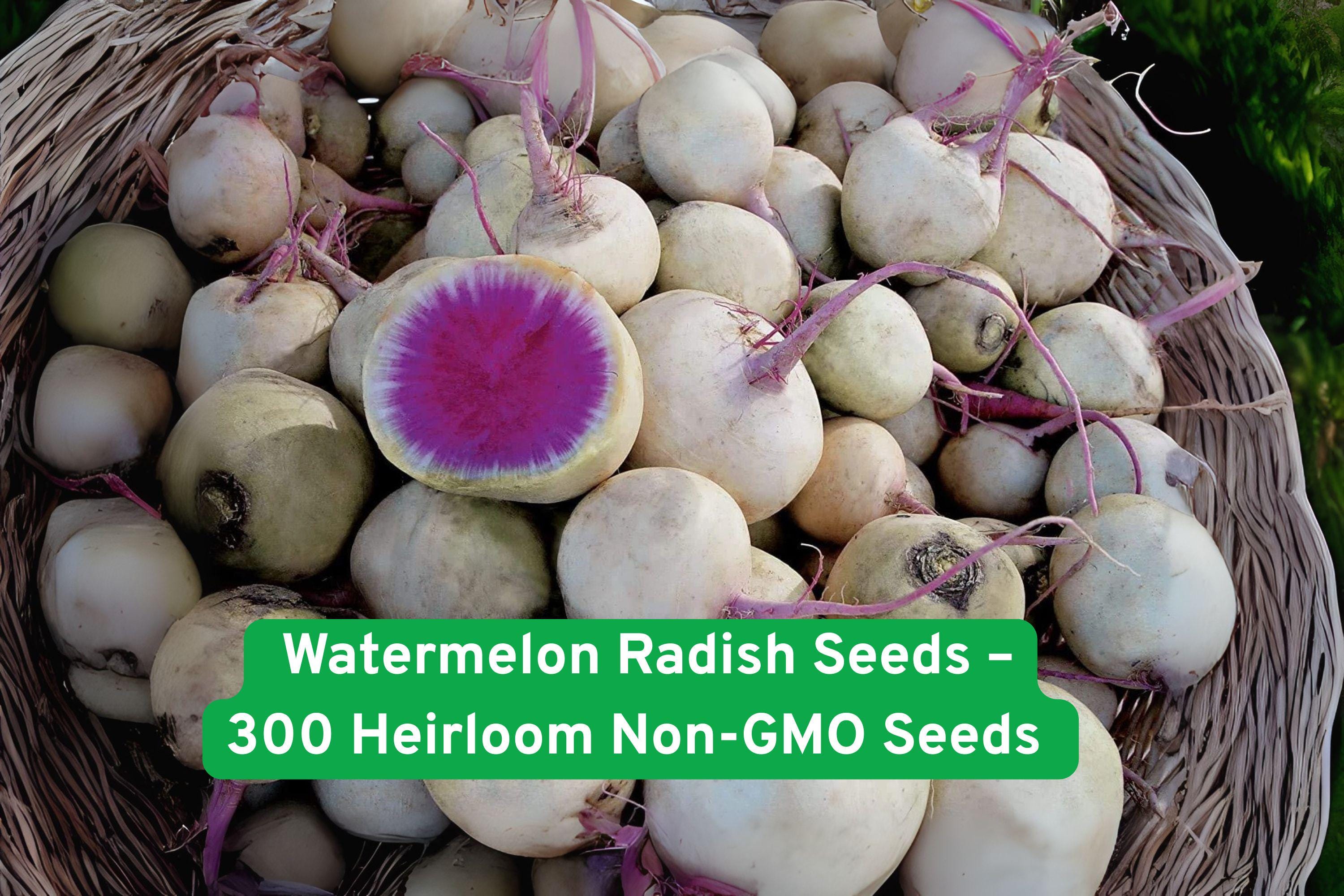 Watermelon Radish Seeds – Heirloom Non-GMO Raphanus sativus, Pink Center, 300 Seeds for Salad, Garnish, or Pickling