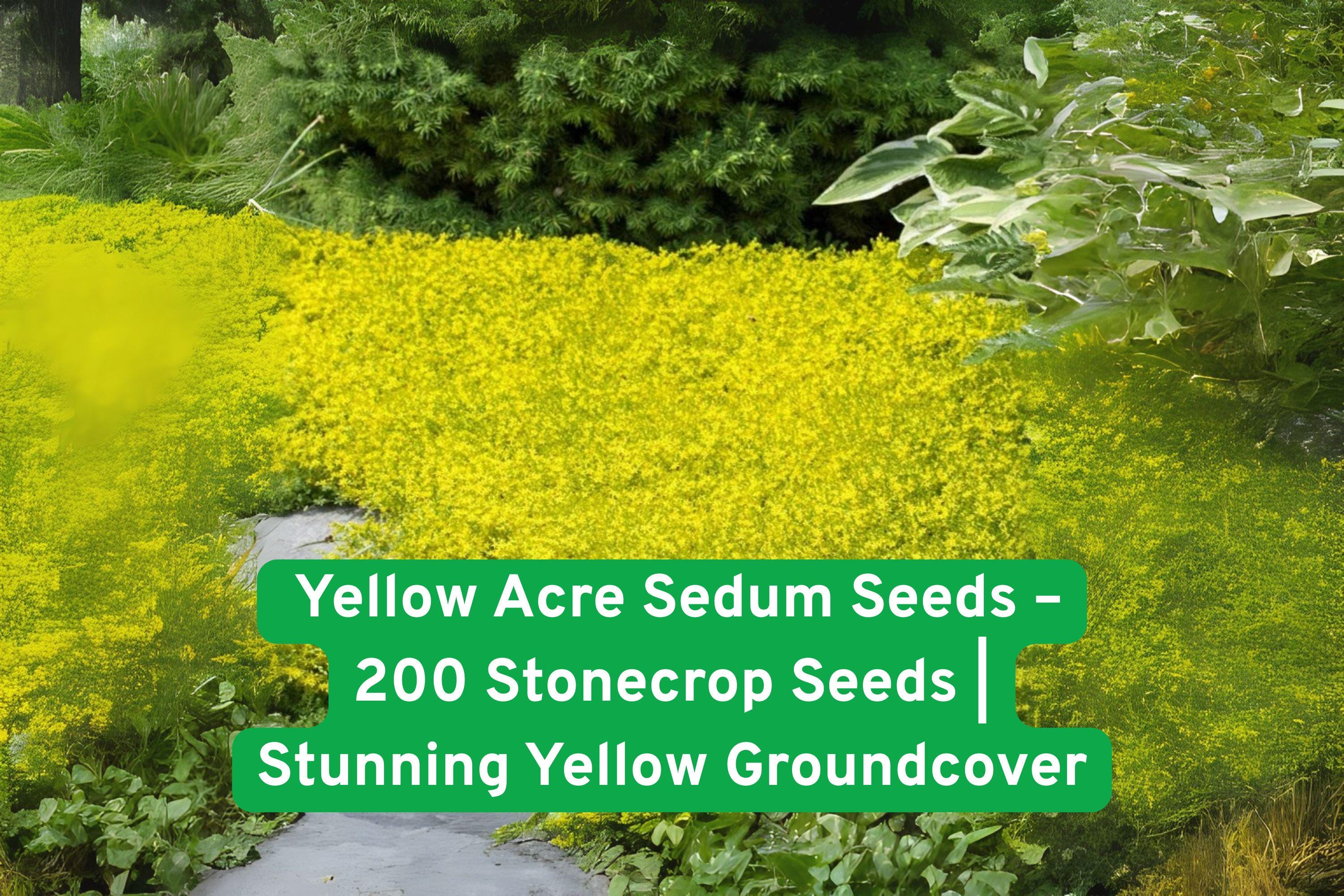 Yellow Acre Sedum Seeds - Drought-Tolerant Groundcover, Bright Yellow Bloom, Sedum acre, 200 Non-GMO Seeds, Easy to Grow