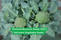 Asteroid Broccoli Seeds 50 Pack - Heat Tolerant Heirloom Vegetable for Bunching & Crown Cuts - Non-GMO, High Germination, USA Shipped