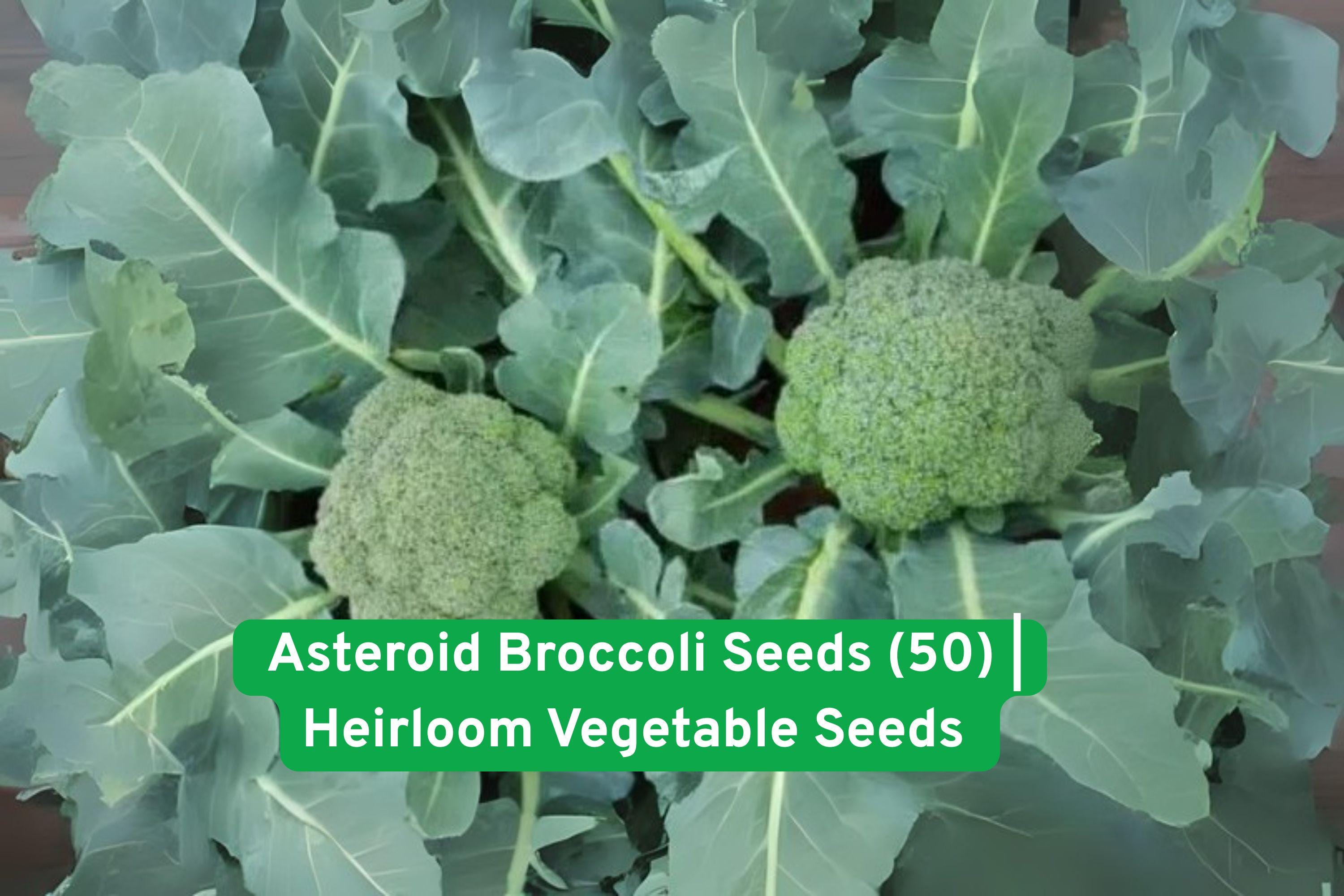 Asteroid Broccoli Seeds 50 Pack - Heat Tolerant Heirloom Vegetable for Bunching & Crown Cuts - Non-GMO, High Germination, USA Shipped