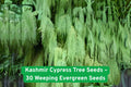 Kashmir Cypress Tree Seeds, Weeping Evergreen, Cupressus cashmeriana, Ornamental Landscape Plant, 30 Non-GMO Seeds
