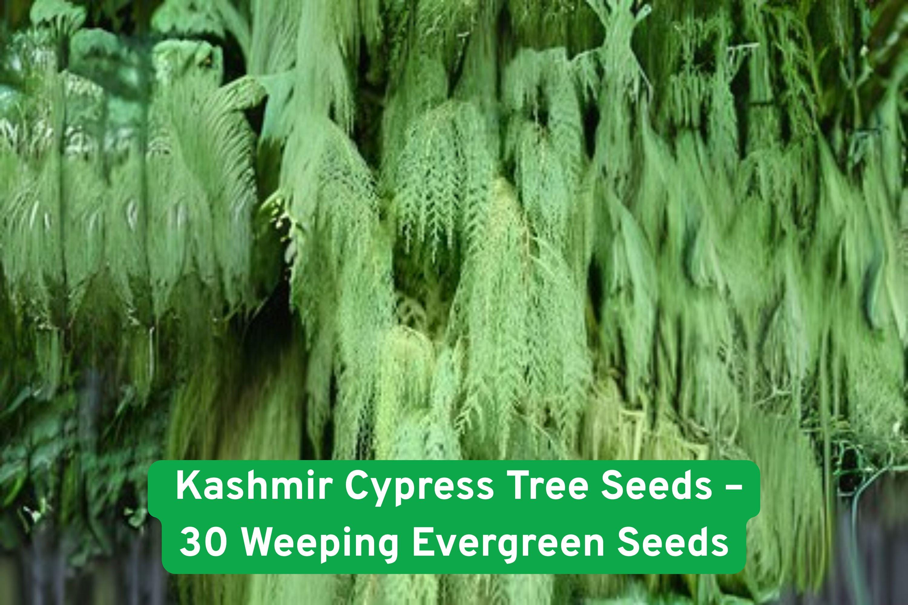 Kashmir Cypress Tree Seeds, Weeping Evergreen, Cupressus cashmeriana, Ornamental Landscape Plant, 30 Non-GMO Seeds