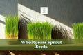 Wheatgrass Sprout Seeds Non-GMO for Juicing, Pet Grass & Indoor Gardening – Triticum aestivum, 500 Seeds