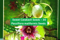 Sweet Calabash Seeds – Passiflora maliformis, Exotic Purple Passionfruit Vine, Edible Fruit, Non-GMO, 30 Seeds