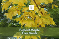 Bigleaf Maple Tree Seeds – Acer macrophyllum – Hardy Shade Tree with Large Foliage and Fall Color