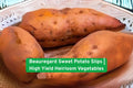 Beauregard Sweet Potato Slips – High Yield, Non-GMO, Heirloom Garden Plants for Home Growing