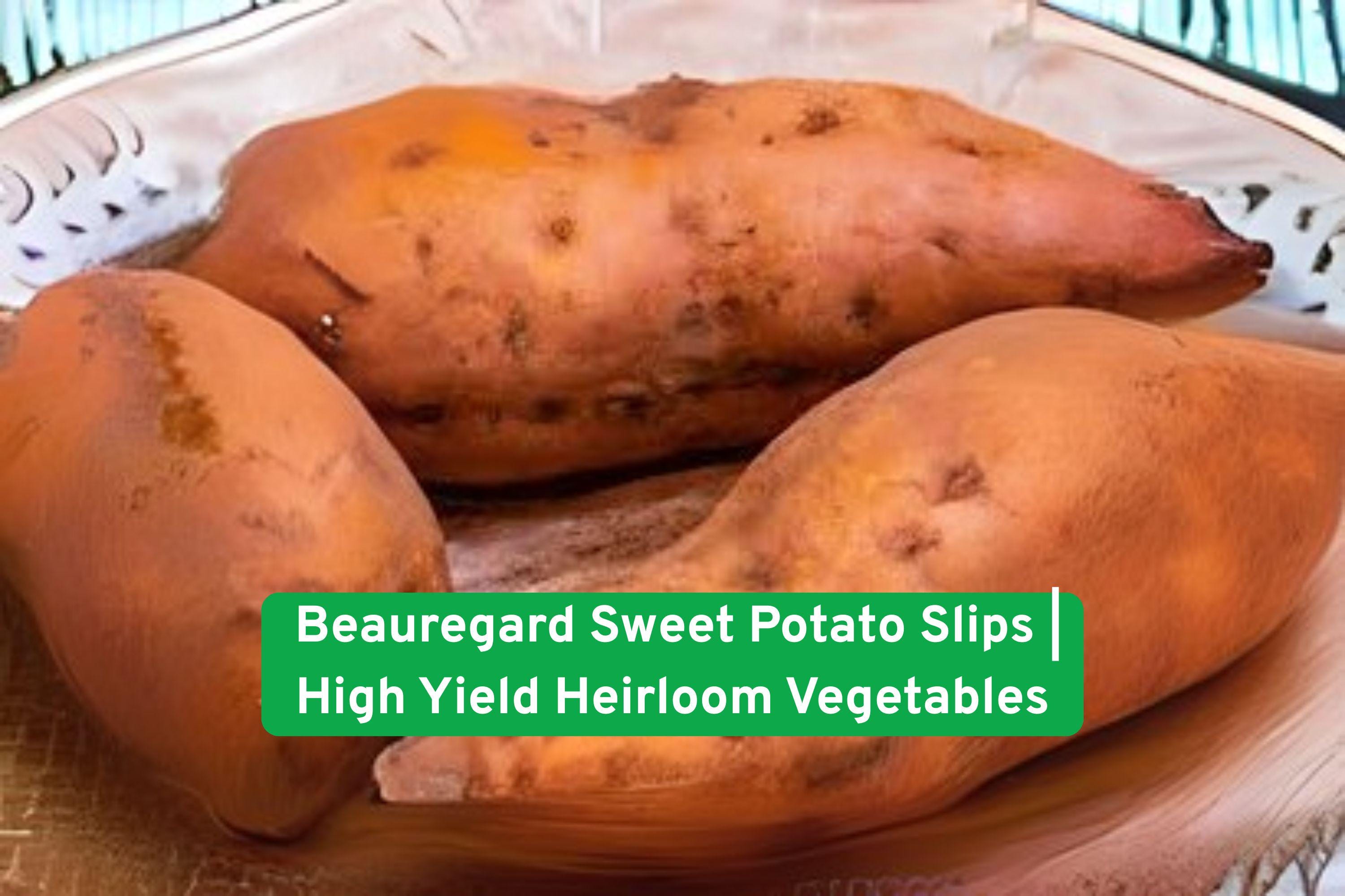 Beauregard Sweet Potato Slips – High Yield, Non-GMO, Heirloom Garden Plants for Home Growing