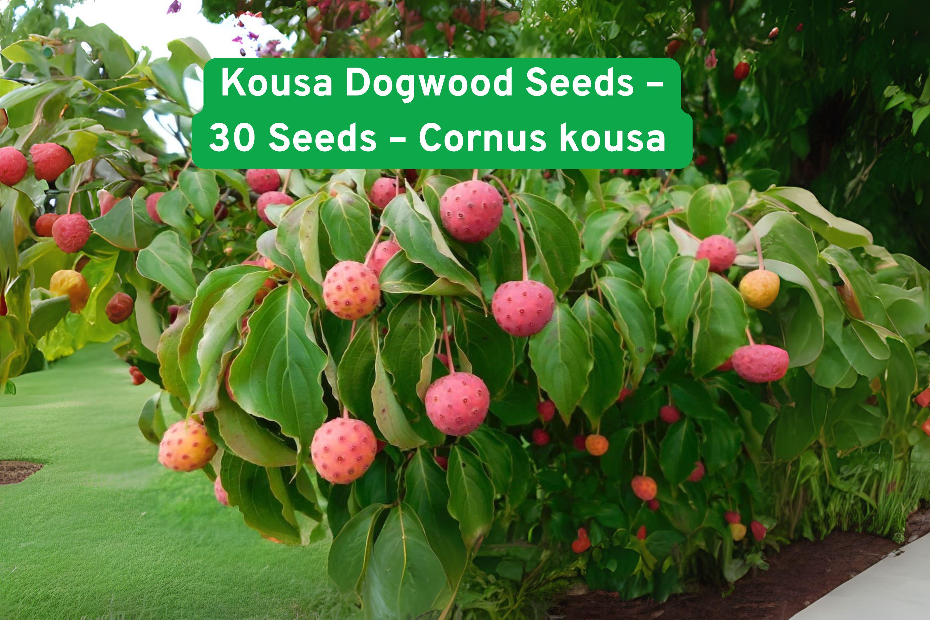 Kousa Dogwood Seeds – Ornamental Tree with Red Stems, White Blooms, Fall Foliage, 30 Seeds, Cornus kousa