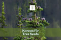 Korean Fir Tree Seeds, Abies koreana, Blue Cones, Evergreen Conifer, Ornamental, Bonsai, Landscaping, 20 Seeds