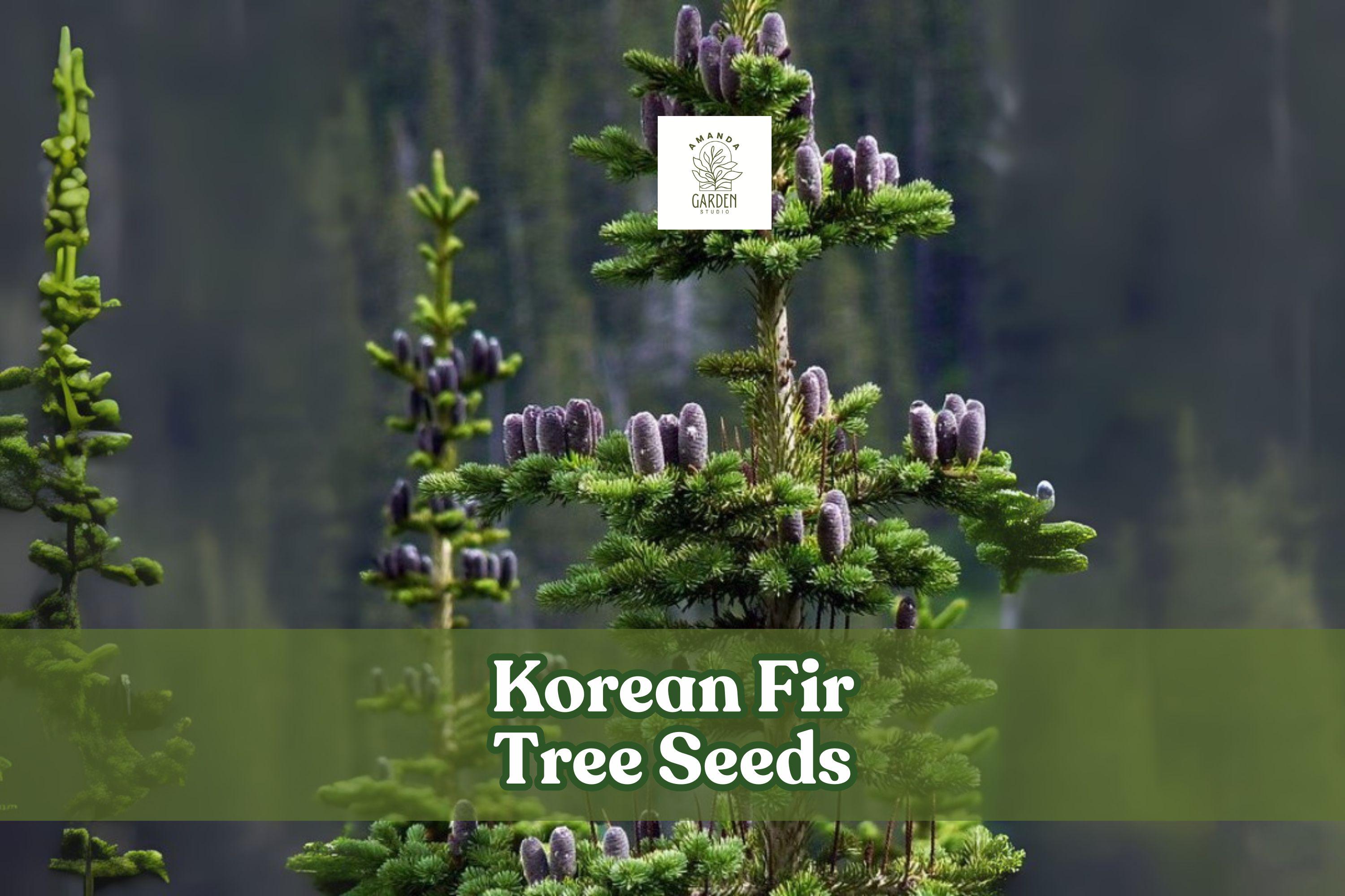 Korean Fir Tree Seeds, Abies koreana, Blue Cones, Evergreen Conifer, Ornamental, Bonsai, Landscaping, 20 Seeds