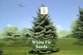 White Fir Tree Seeds – Abies concolor Evergreen Bonsai Seeds, Silvery-Blue Needles, Cold Hardy, Landscape & Windbreak Plant