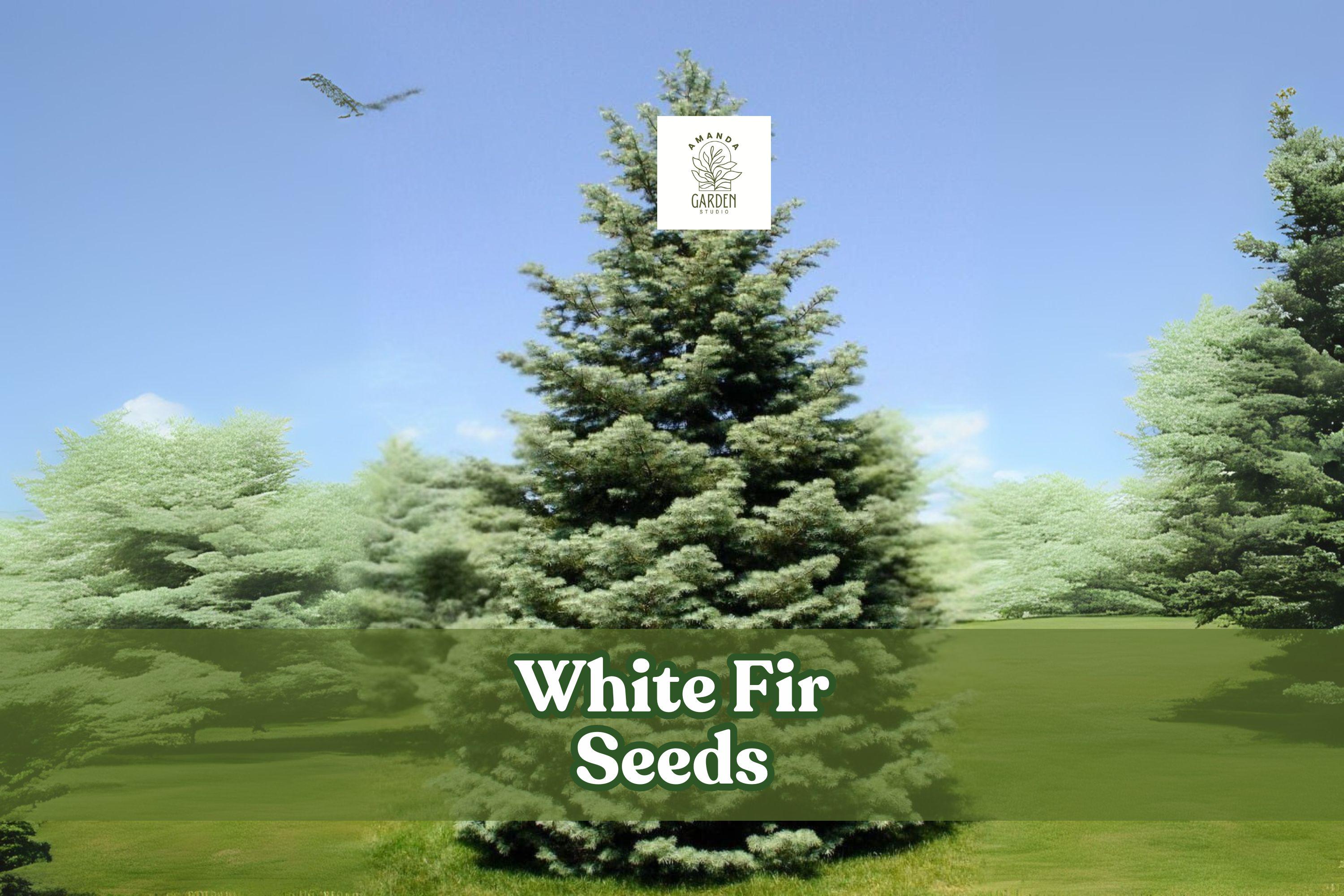 White Fir Tree Seeds – Abies concolor Evergreen Bonsai Seeds, Silvery-Blue Needles, Cold Hardy, Landscape & Windbreak Plant