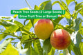Peach Tree Seeds - Heirloom Non-GMO for Fruit or Bonsai - 2 Fresh Seeds for Planting - Prunus persica