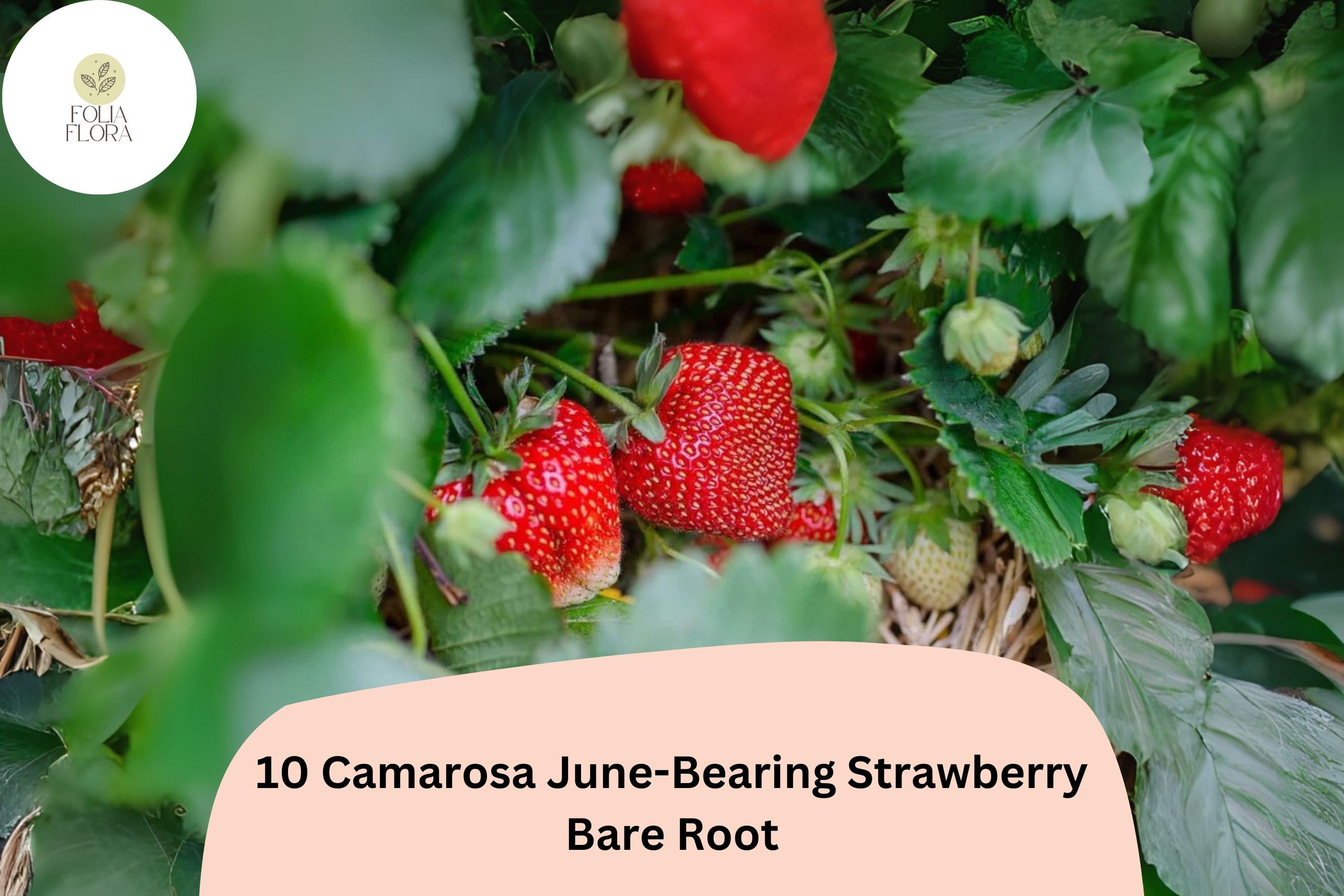 Camarosa June-Bearing Strawberry Plants | 10 Live Bare Root Fragaria × ananassa | Large Bright-Red Berries
