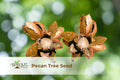 20 Mimosa Tree Seeds | Albizia julibrissin Pink Silk Tree Ornamental Fast-Growing Drought-Tolerant Pollinator Attractor