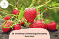 15 Monterey Strawberry Plants | Live Bare Root Everbearing Fragaria × ananassa | Garden Fruit, Perennial, Red Berries