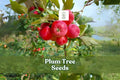 American Plum Tree Seeds – Prunus americana – Flowering & Fruiting Tree with White Blossoms and Edible Plums