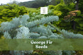 George Fir Seeds – Rare Abies forrestii georgei Evergreen Conifer, Green-Blue Needles, Pyramidal Shape, Cold Hardy, Bonsai & Landscape