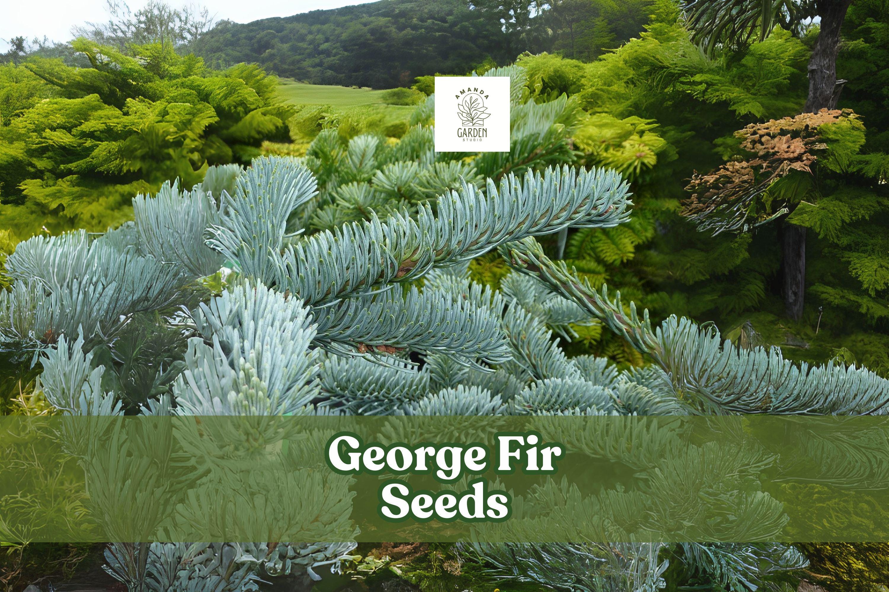 George Fir Seeds – Rare Abies forrestii georgei Evergreen Conifer, Green-Blue Needles, Pyramidal Shape, Cold Hardy, Bonsai & Landscape
