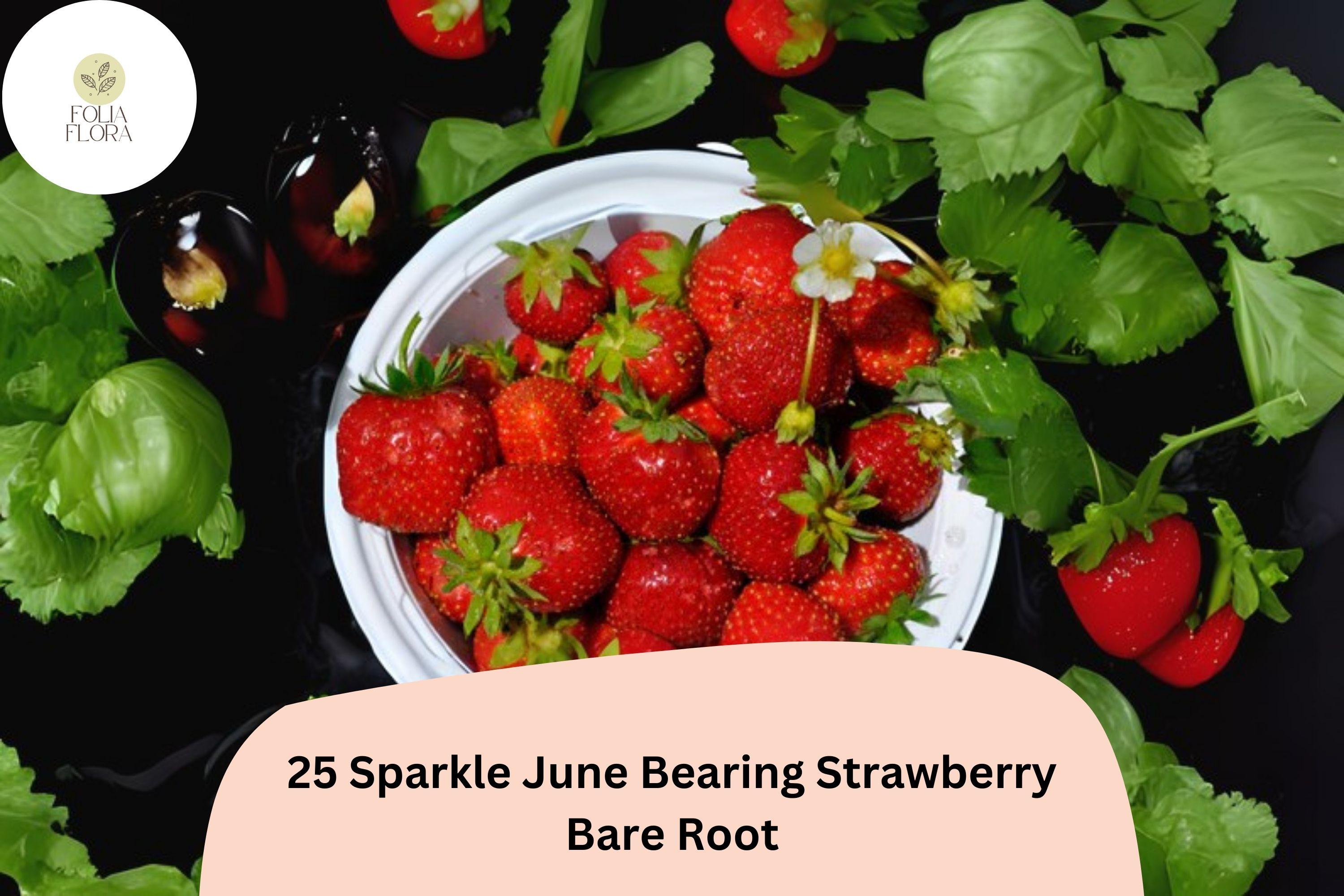 25 Live Bare Root Sparkle Strawberry Plants – June-Bearing Fragaria × ananassa, Red Fruit, Perennial Garden Fruit