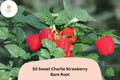 50 Live Bare Root Sweet Charlie Strawberry Plants – June-Bearing Fragaria × ananassa for Garden Fruit, Red Berries