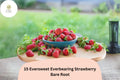 Eversweet Strawberry Plants | Live Bare Root | Fragaria × ananassa | Everbearing Perennial Fruit Plant for Garden or Containers