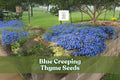 Blue Creeping Thyme Seeds – Ground Cover, Blue-Purple Flowers, Thymus serpyllum, Drought Tolerant, Pollinator Friendly, 250+ Seeds
