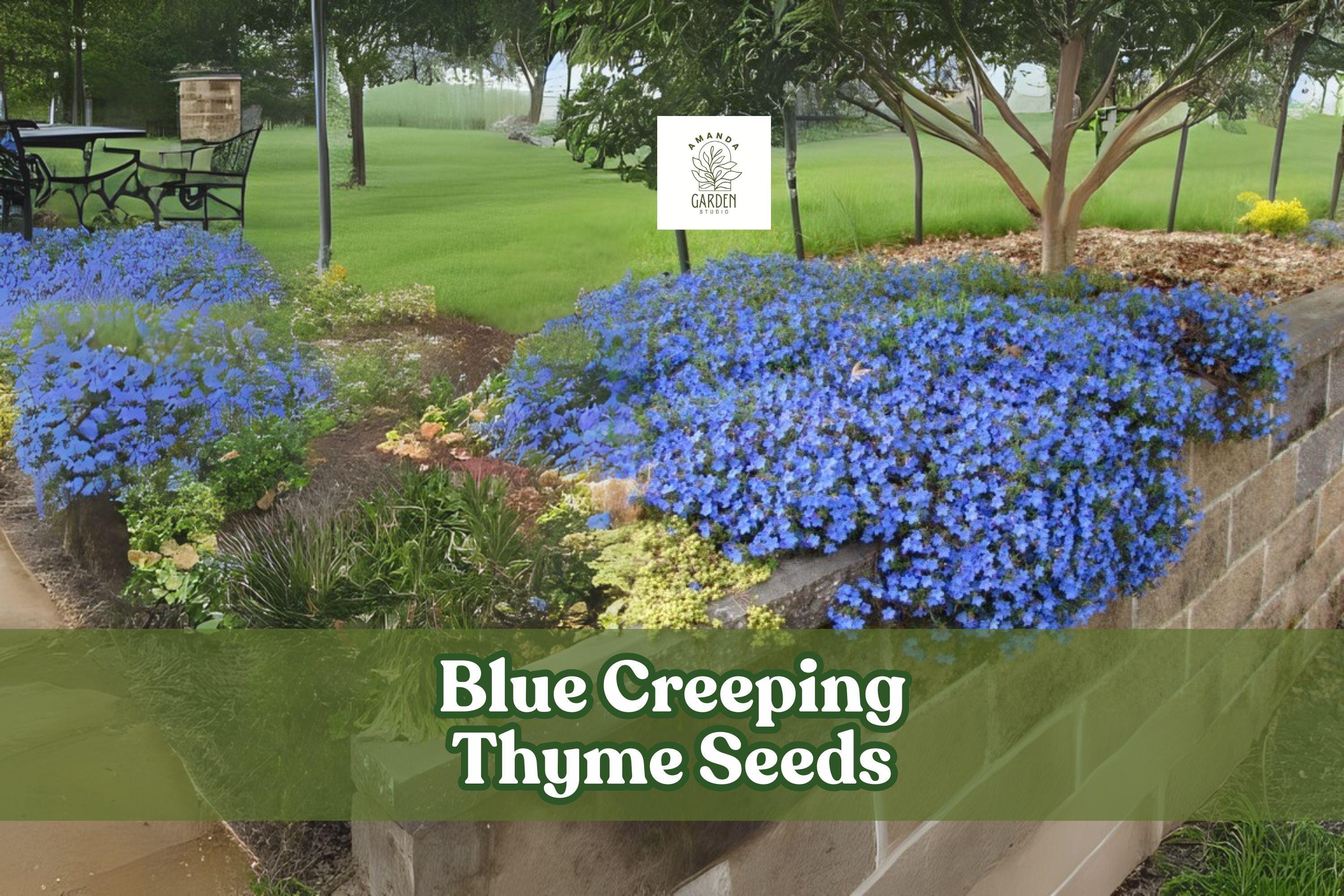 Blue Creeping Thyme Seeds – Ground Cover, Blue-Purple Flowers, Thymus serpyllum, Drought Tolerant, Pollinator Friendly, 250+ Seeds