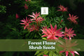 Forest Flame Shrub Seeds – Pieris japonica Evergreen Ornamental Shrub with Red New Growth and White Spring Flowers
