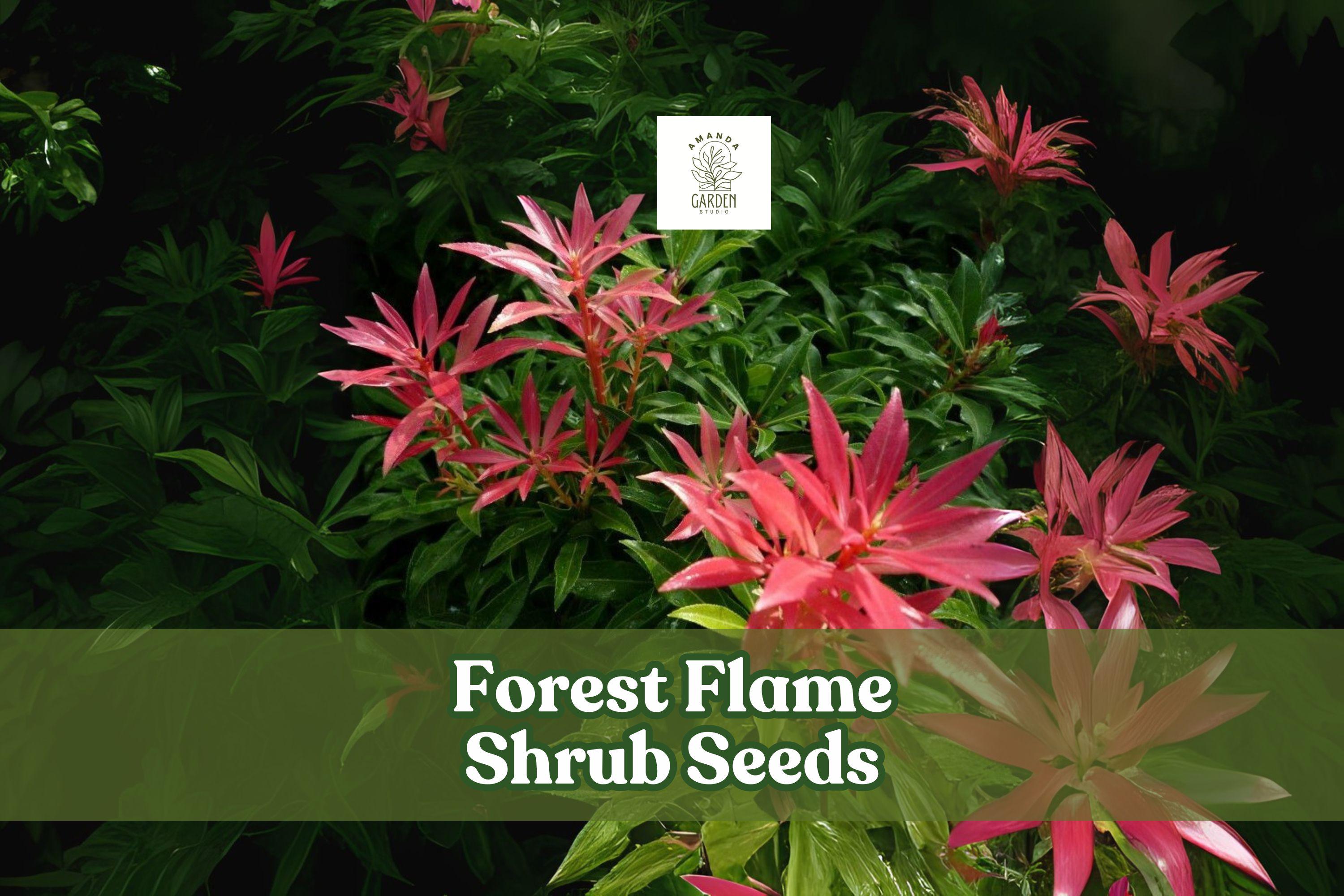Forest Flame Shrub Seeds – Pieris japonica Evergreen Ornamental Shrub with Red New Growth and White Spring Flowers
