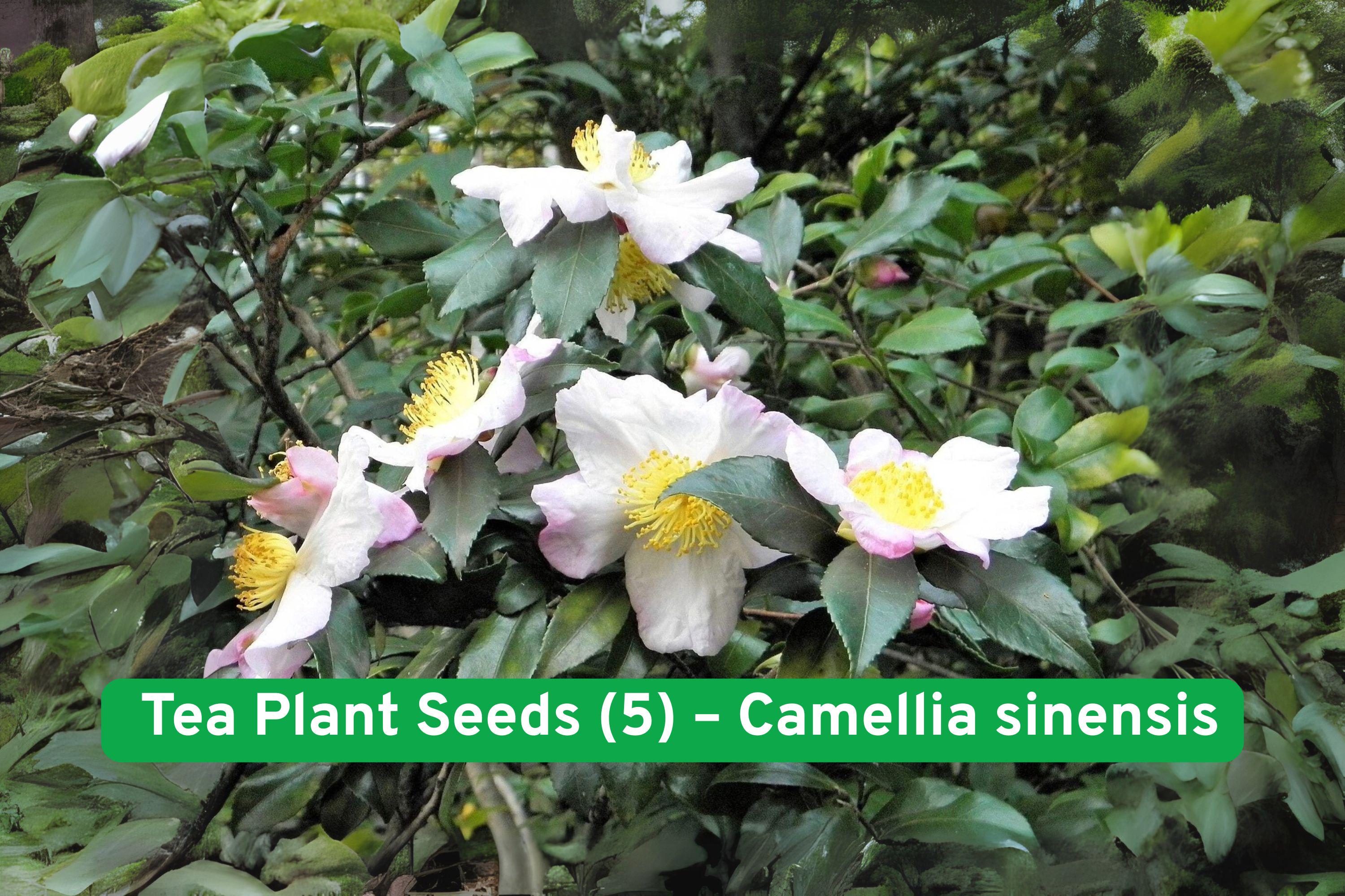 Tea Plant Seeds (5) – Camellia sinensis – Grow Black & Green Tea Shrub for Home Harvest