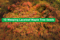 Weeping Laceleaf Japanese Maple Seeds - Acer Palmatum Dissectum - Ornamental Tree for Garden, Fall Foliage, Full Sun to Partial Shade