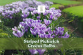 10 Striped Pickwick Crocus Bulbs, Hardy Perennial, Early Spring Blooms, Crocus vernus ‘Pickwick’ for Lawns & Gardens