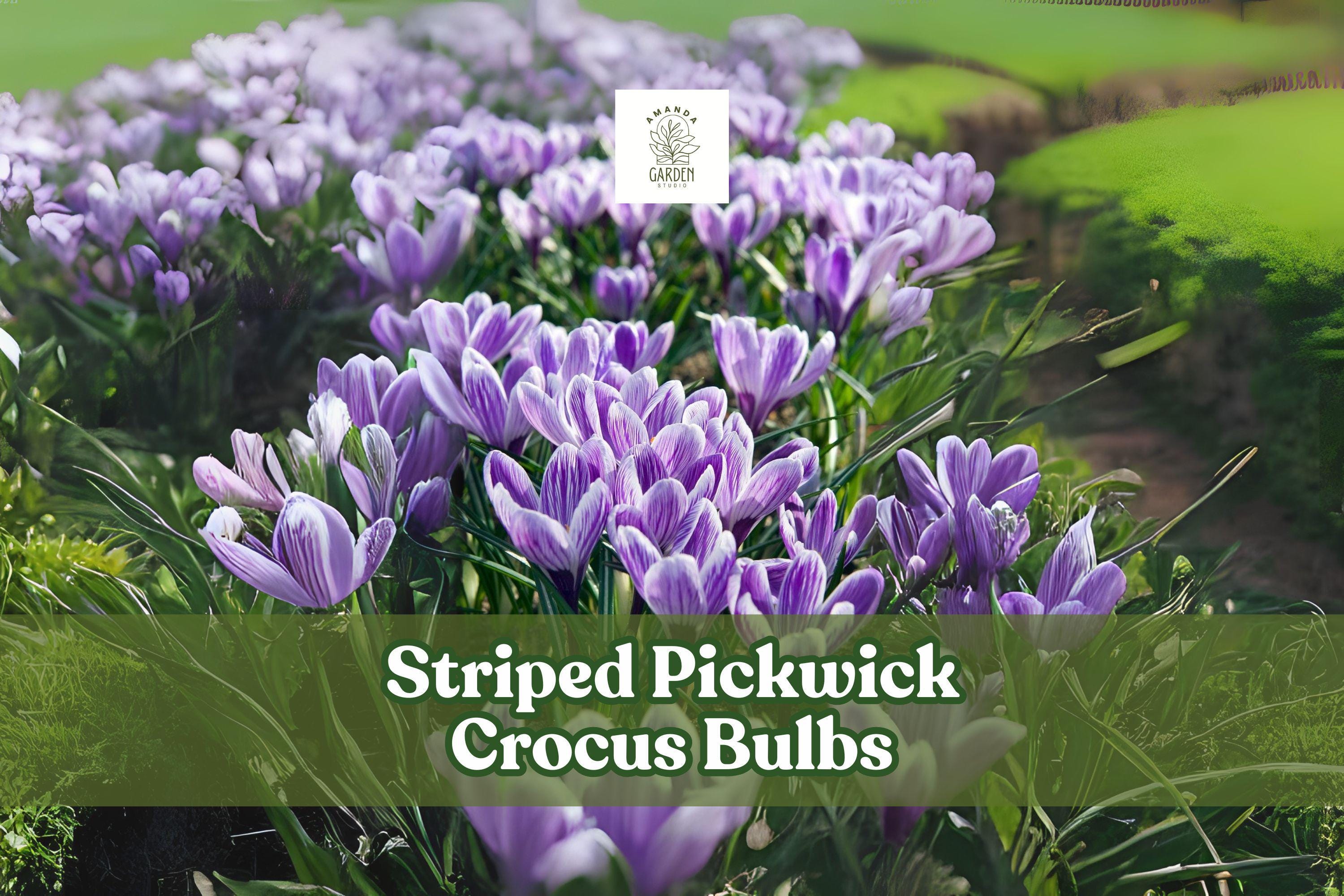 10 Striped Pickwick Crocus Bulbs, Hardy Perennial, Early Spring Blooms, Crocus vernus ‘Pickwick’ for Lawns & Gardens