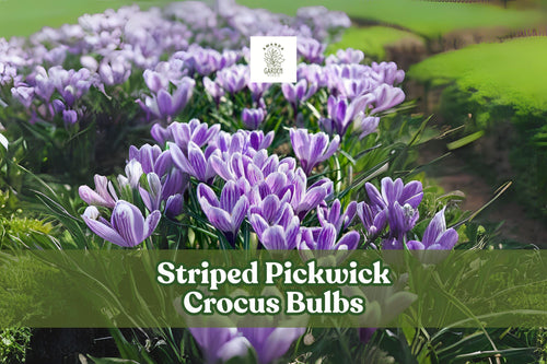 10 Striped Pickwick Crocus Bulbs, Hardy Perennial, Early Spring Blooms, Crocus vernus ‘Pickwick’ for Lawns & Gardens