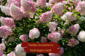 Vanilla Strawberry Hydrangea Cuttings, Unrooted, Hardy Zones 4-8, Large Cone Blooms, Easy to Root, Scientific Name: Hydrangea paniculata