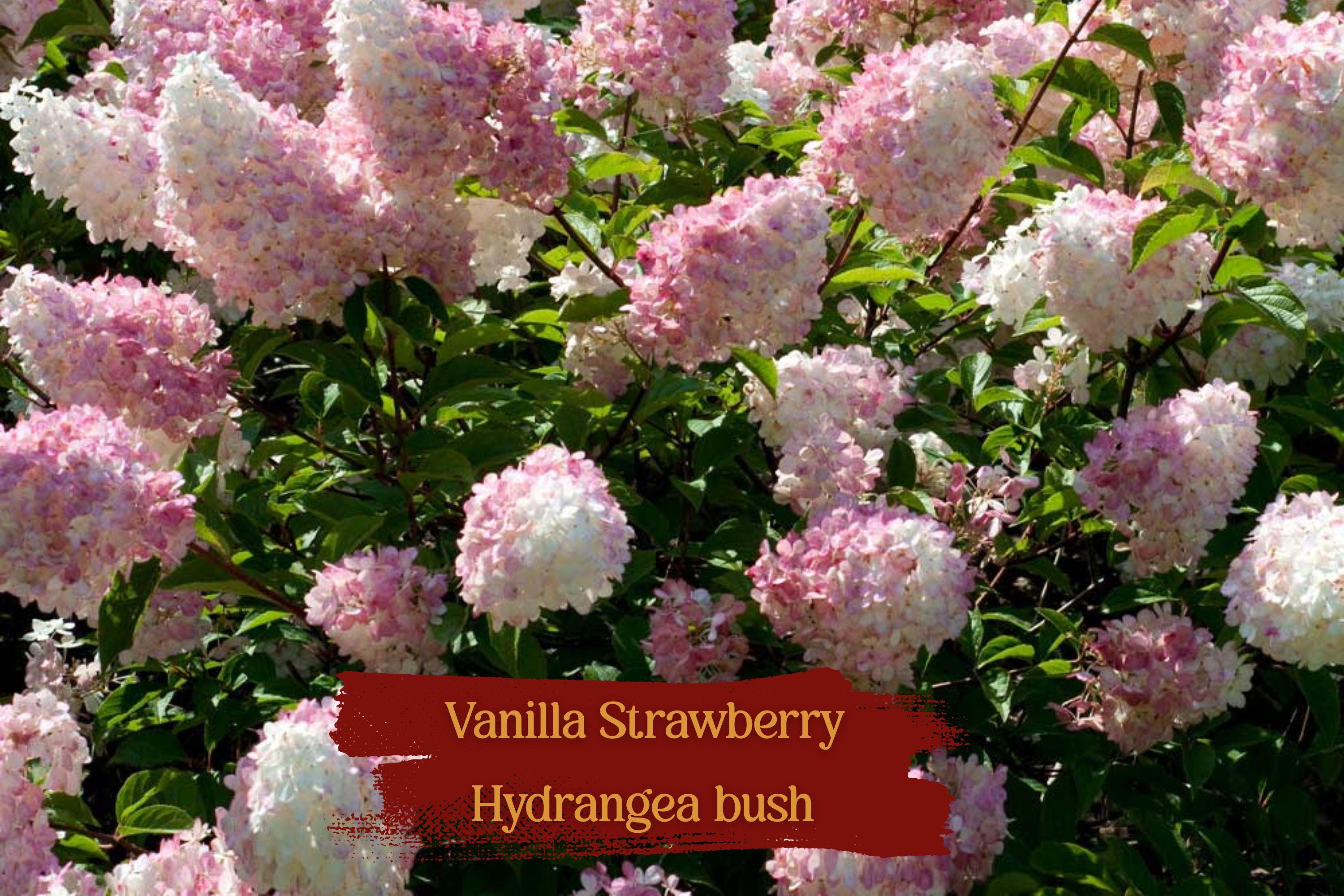 Vanilla Strawberry Hydrangea Cuttings, Unrooted, Hardy Zones 4-8, Large Cone Blooms, Easy to Root, Scientific Name: Hydrangea paniculata