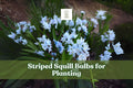Striped Squill Bulbs, Puschkinia scilloides, Early Spring Blooms, Hardy Perennial, 5 Live Bulbs for Garden, Rock & Border Plant