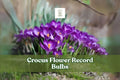 10 Purple Crocus Flower Record Bulbs - Hardy Perennial Corms for Early Spring Garden, Crocus vernus