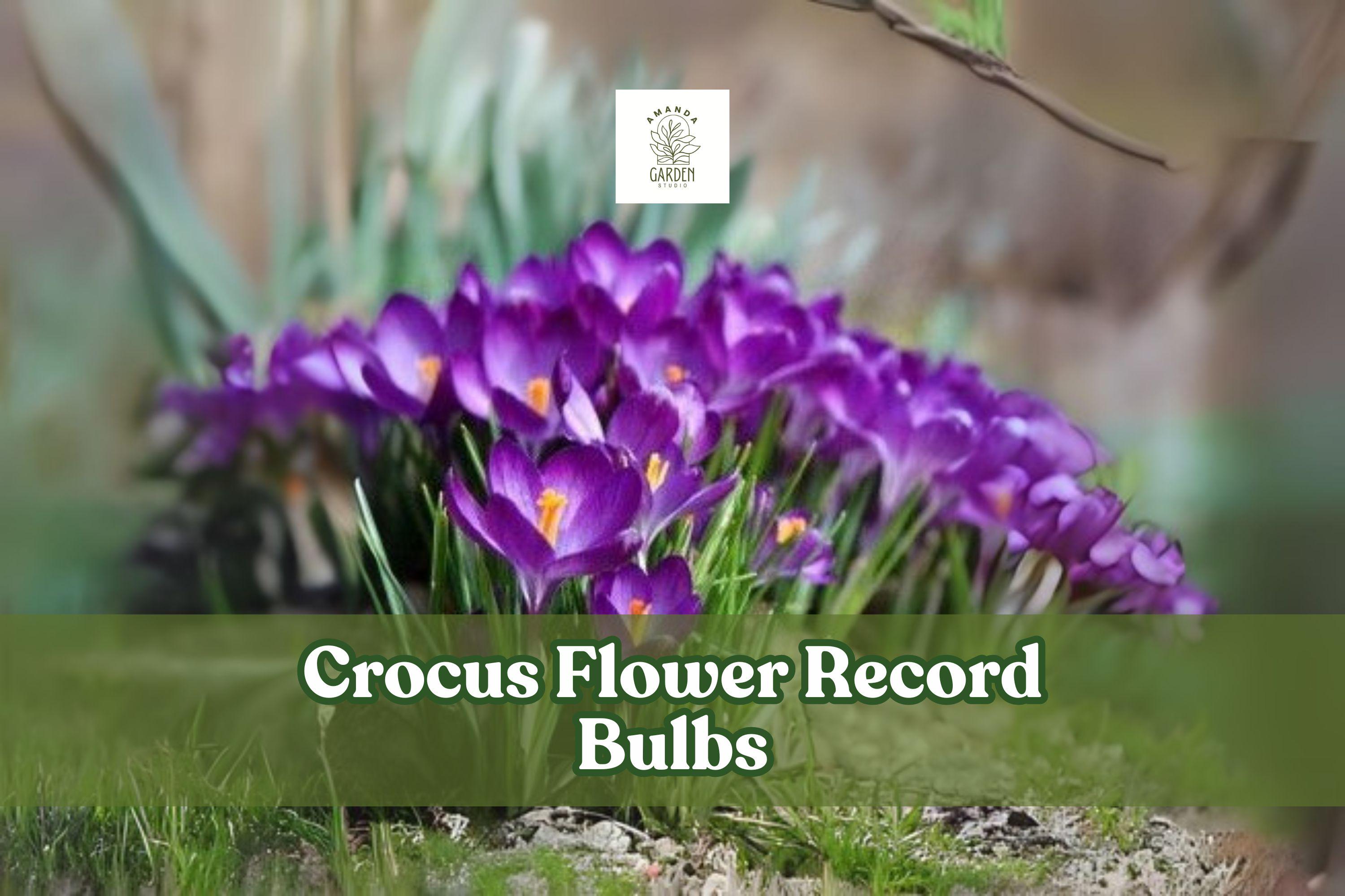 10 Purple Crocus Flower Record Bulbs - Hardy Perennial Corms for Early Spring Garden, Crocus vernus