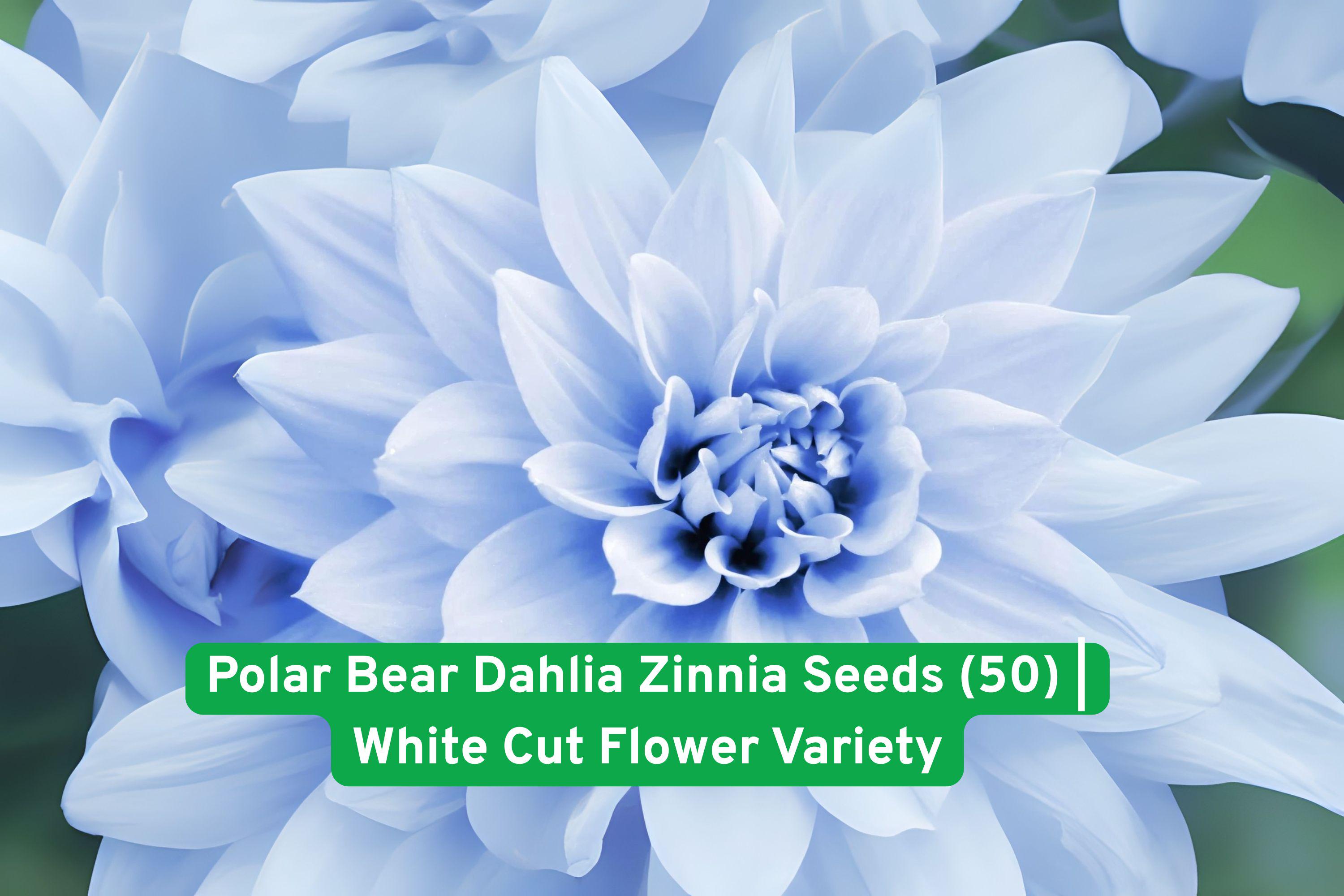 Polar Bear Zinnia Seeds | White Pom-Pom Double Flowers | Zinnia elegans | Garden, Cut Flower, Annual, USA Grown