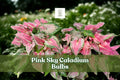 Pink Sky Caladium Bulbs | Tropical Foliage Plant | Heart-Shaped Pink & Green Leaves | Caladium bicolor