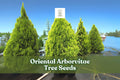 40 Oriental Arborvitae Tree Seeds – Platycladus orientalis – Evergreen Hedge & Bonsai Planting Material