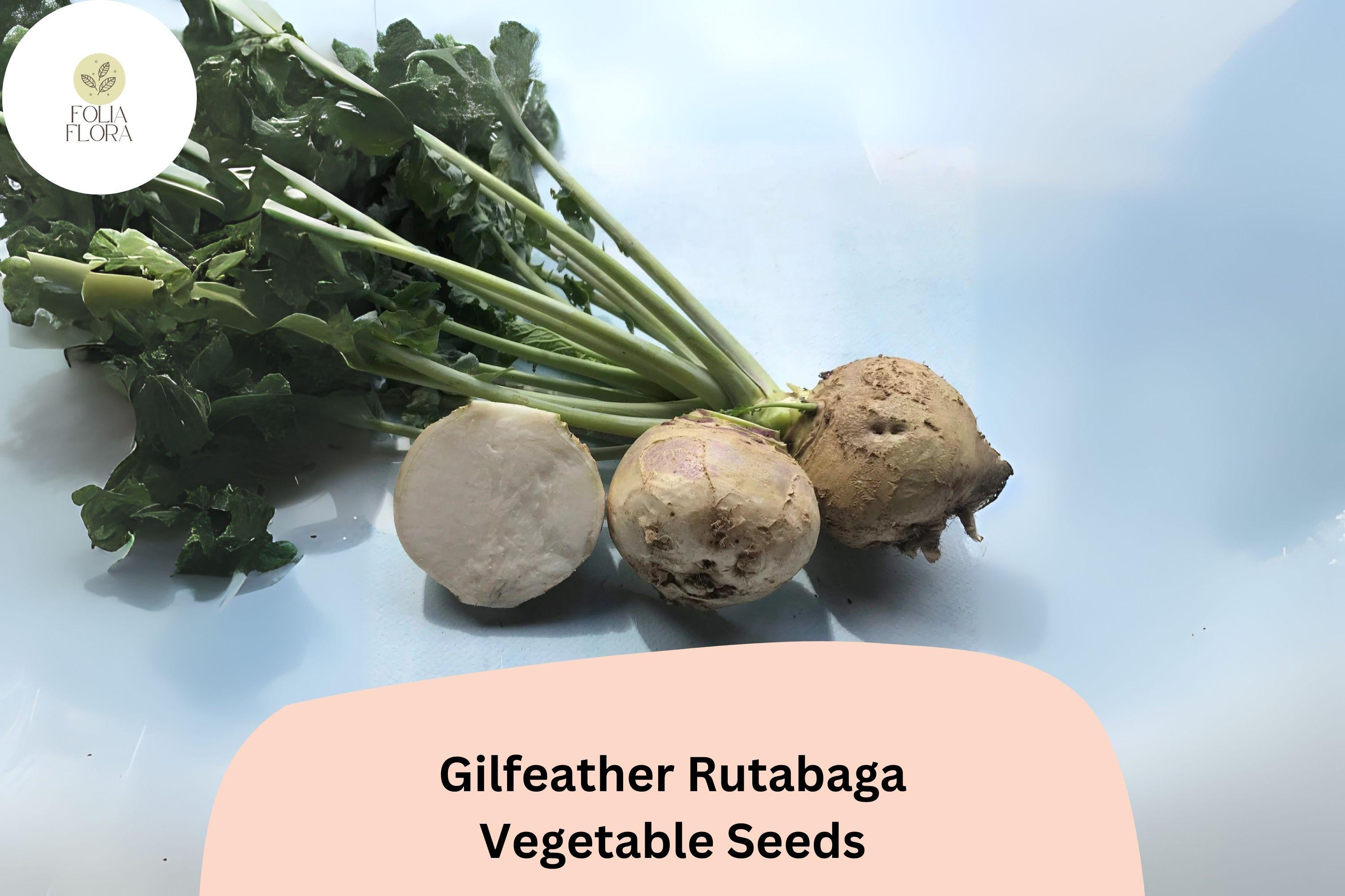 Gilfeather Rutabaga Seeds – Heirloom Vermont Brassica napobrassica, White Root Vegetable, 500+ Non-GMO Garden Seeds