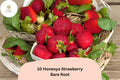 Honeoye Strawberry Plants | Live Bare Root | June Bearing Fragaria × ananassa | Perennial Fruit Plant for Garden or Containers
