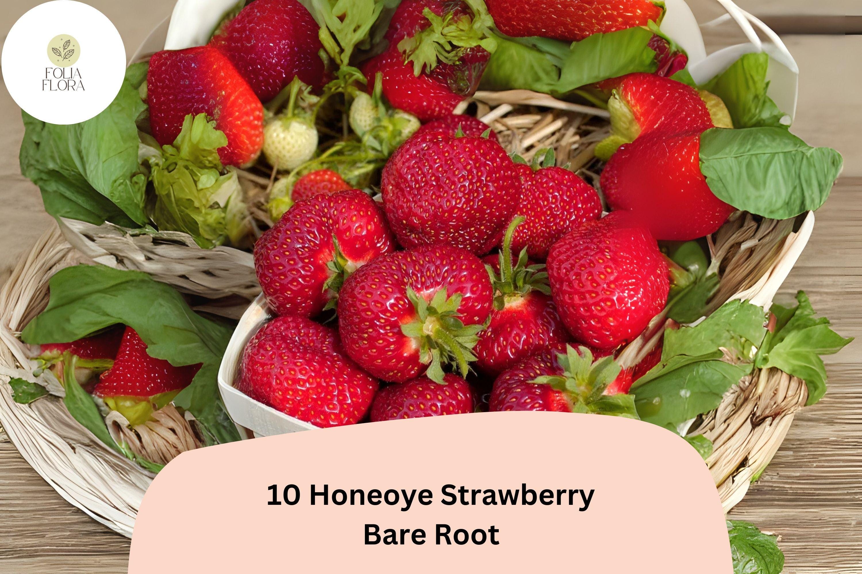 Honeoye Strawberry Plants | Live Bare Root | June Bearing Fragaria × ananassa | Perennial Fruit Plant for Garden or Containers