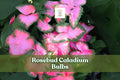 Rosebud Caladium Bulbs 6 Pack | Pink & Green Fancy Leaf | Caladium bicolor ‘Rosebud’ | Tropical Foliage Plant