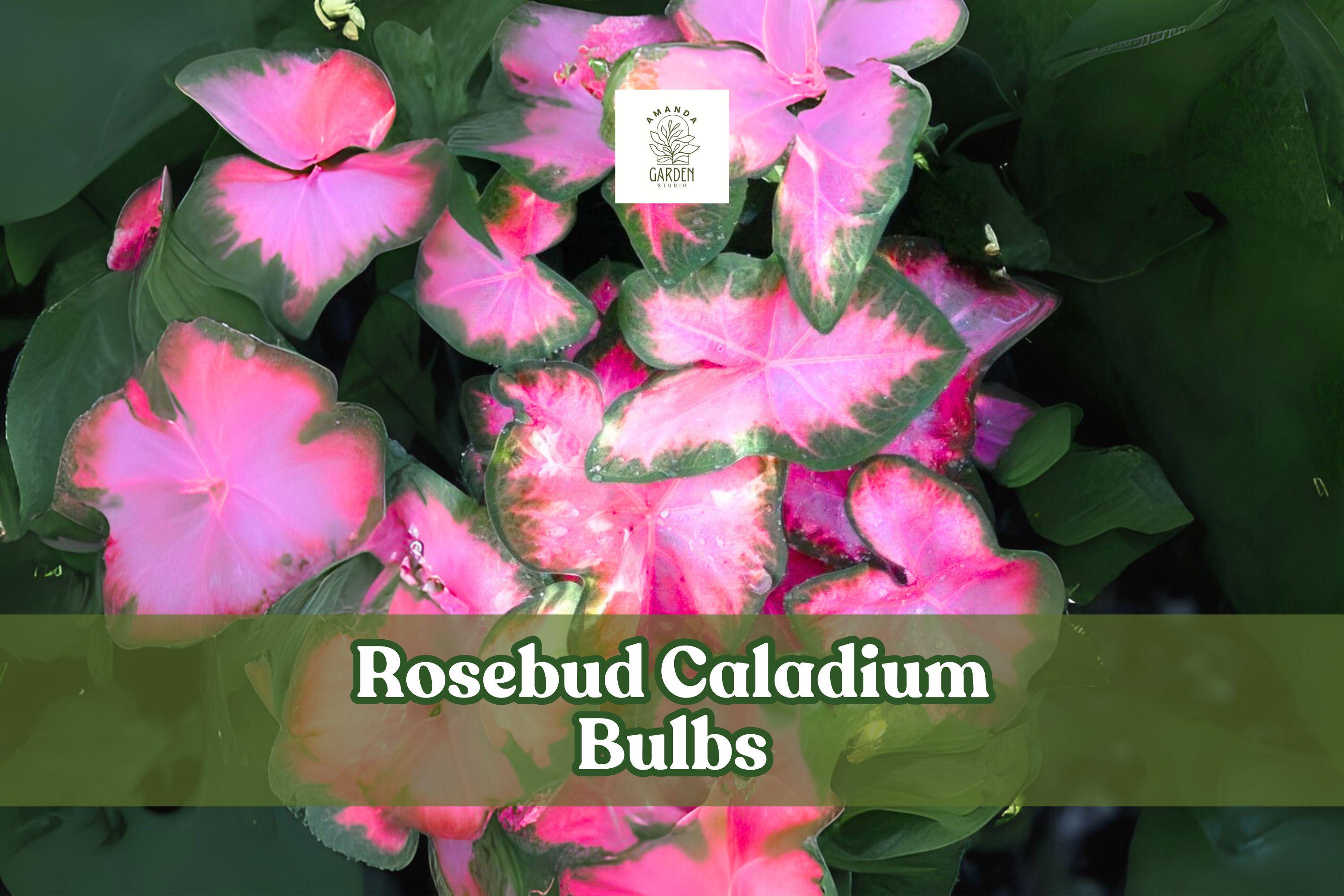 Rosebud Caladium Bulbs 6 Pack | Pink & Green Fancy Leaf | Caladium bicolor ‘Rosebud’ | Tropical Foliage Plant