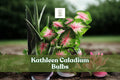Kathleen Caladium Bulbs 10 Pack | Fancy Leaf Pink-Red Veins | Tropical Perennial Foliage Plant | Caladium bicolor