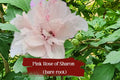 Live Double Pink Rose of Sharon Shrub Starter Plant, Hibiscus syriacus ‘Althea’, ½–1 ft, Drought Tolerant, Pollinator Attracting